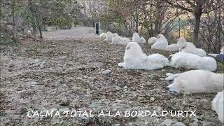 CALMA TOTAL A LA BORDA D'URTX - GOSSOS DE MUNTANYA DELS PIRINEUS