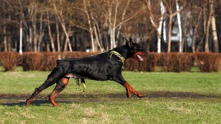 Harnessing Prey Drive: Training Your Doberman for Success