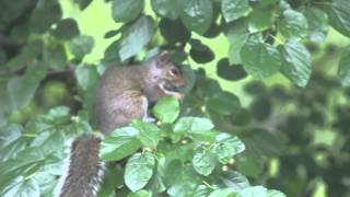 Squirrel eating nuts on the tree