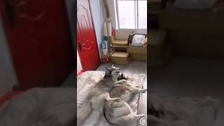 Bored cat blames chaos on Husky 😂