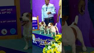 Jack Russell Terrier Photoshoot|Chennai Dog Show 2024