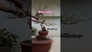 Pruning Bonsai Waru Lokal agar perantingannya semakin rapat #bonsaiwaru #bonsaiwarulokal