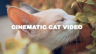 Leash Training Our Cat | Cinematic Cat Video 🐱