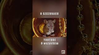 Co ci Buszuje w Piwnicy? — Szczur #mini  #ciekawostki #polska #top #dlaciebie #viral #shrots