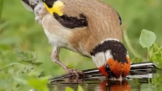 Goldfinch having a bath #goldfinch #birds #viral #chardonneret