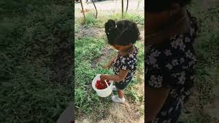 Strawberry pick by ammus