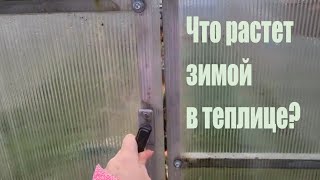 Что растет в теплице зимой. Зимняя теплица, рассада и все про зелень.