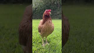 நான் இரண்டு சப்பாத்தி ஒரு டம்ளர் தண்ணி தாண்டி குடிப்பேன் 🐔🐓 #funny_chicken #kozhi_koothugal #funny🤣😂