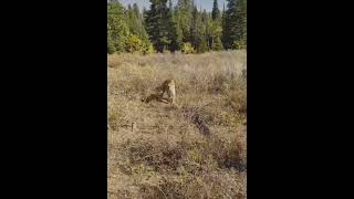 استفاده از سلاح در مقابل شیرکوهی Using weapons against mountain lions