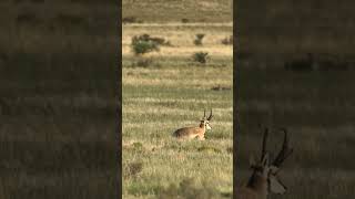 Arrowhead Muzzleloader vs Antelope at 450 yards! Insane vapor trail! #muzzleloader  #longrange