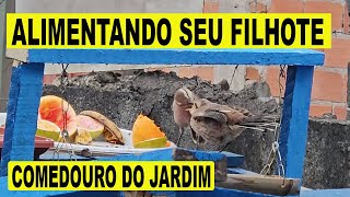 Casal de pássaros no comedouro do jardim alimentando seu filhotinho