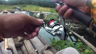 Shimano Stradic FL 1000HG || Berderit Kencang || Bikin Merinding