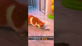 Funny Pet Behavior #shorts #cat #dog #petcompilation #funny