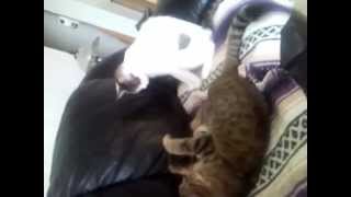 Kitteh Fight