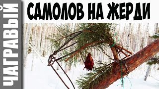 На куницу и соболя капканами | установка кулемки на наклонной жерди I Marten trapping in Russia