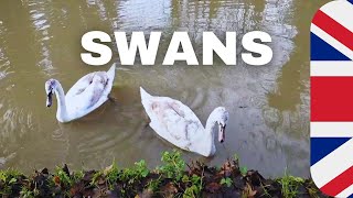 Narrow Boat passing Swans  on the Canal in Leighton Buzzard, England UK 🇬🇧