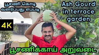 பூசணிக்காய் கொடி வளர்ப்பு முறை | How to grow Ash Gourd in terrace garden l Gardener Vinu l Veg yield