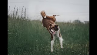 #Shorts BORDER COLLIE  SALTA FELICE - BORDER COLLIE JUMPS HAPPY