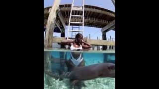 Swimming with Sharks in Bahamas