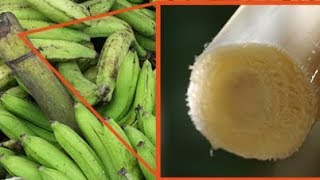 What Will Happens To Your Body If You Start Drink Banana Stem Juice 2-3 Times Per Week