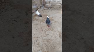 Kabutar ki video) beautiful pigeon 🐦) birds