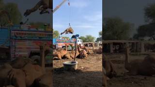 #camel #animals #youtubeshorts #youtubevideos