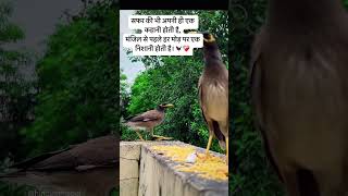 Bird life’s ❤️‍🩹 #reels #love #shortvideos #viralvideo #trending #trendingshorts #motivation #life