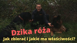 Dzika róża- Niesamowity dar natury!