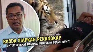 BKSDA Pasang Perangkap Untuk Tangkap Harimau, Harimau Penerkam Petani Sawit Akan Ditangkap!