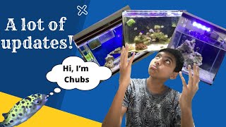 Another update of my marine aquarium gallery/ ep 31