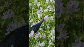 Purple Coot Birdwatching in Wasgamuwa #shorts