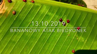 55.🌴🍌Bananowy ATAK Biedronek🐞Inwazja Biedronek Azjatyckich w Polsce (Plaga🐞) 13.10.2019🍌🌴