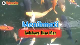 Menikmati Indahnya Ikan Mas Relaksasi @belajarmancing