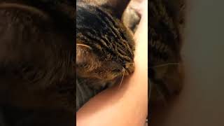 Cat Licking My Arm #shorts #cats #youtube #funnyvideo #ASMR