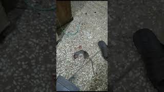 how to kill a rat