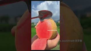 🍓🍒🍏Farm Fresh Ninja Fruit 🍎🍇🍉🍑😍 Eating Fruit yummy Oddly Satisfying Fruit Ninja #2202