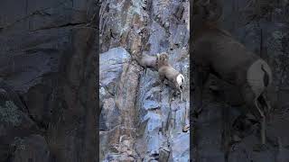 Big Horn Ram Chasing an Ewe on a Cliff Wall in Colorado Canyon