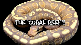 The Rare 'Coral Reef' Ball Python!