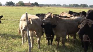 Outstanding Young Farmer & Rancher - 2010