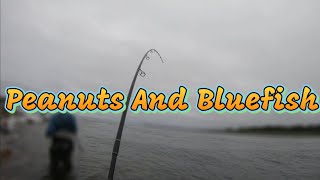 Peanuts and Bluefish Cape Cod Canal Preview