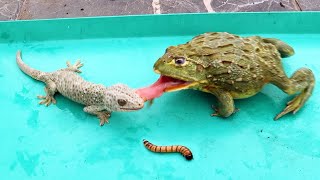 BullFrog and Gecko eating SuperWorm