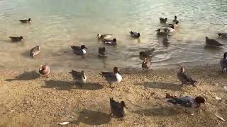 beautiful ducks swimming and eating | duck video| duckling |