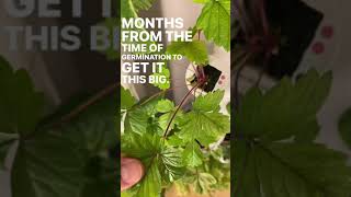 ￼Mini Strawberry 🍓 Plant grown from seed.  Mini strawberry plants produce for about 6 months.