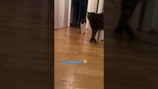 Coming home - Schlafenszeit 😴 in der KatzenWelt 😹lustige Katzenvideos 😻#shorts #cats #catvideos