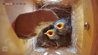 Bluebird chicks growing and fledging