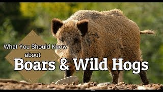 What You Should Know About Wild Boars and Hogs