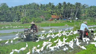 Farming Tractors Working Surrounded and Followed By The Birds