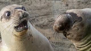 Finalist photos of 2017 comedy wildlife photography awards!