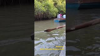 Pichavaram || Worlds 2nd Largest Mangrove Forest || #mangrove #shorts