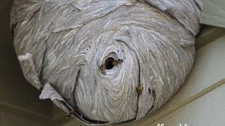 Giant Wasp Nest Daytime Activity